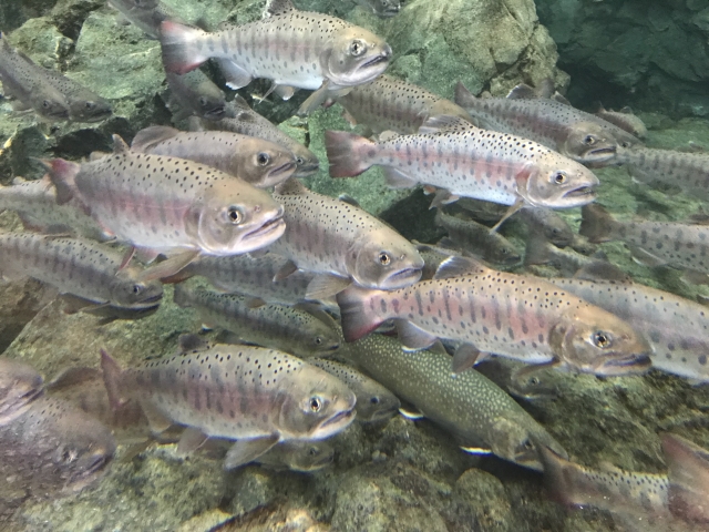 ニジマスの写真